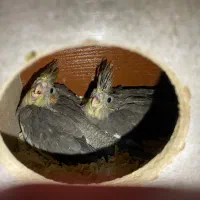 یک جفت عروس هلندی مولدبا۲تاجوجه