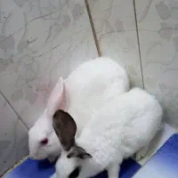 فروش خرگوش نر و ماده