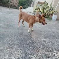 سگ پاکوتاه