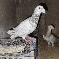 کبوتر سار سرونج