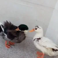 اردک