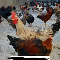 خروس رسمی یک ساله