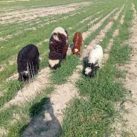 بره|حیوانات مزرعه|امیدیه, |دیوار