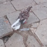 کبوتر ۳عدد کوهی دمسفید وهنوز جوجه واماده بریدن