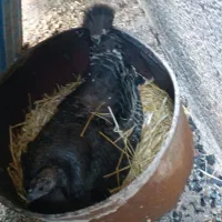 بوقلمون کرچ