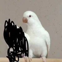 راهب سفید ماده