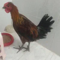 خروس فروشی