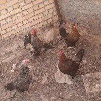 فروش تعدادی مرغ وخروس