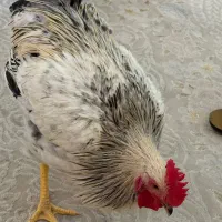 خروس محلی سه ماه و نیمه