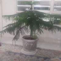 کاج مطبق بزرگ