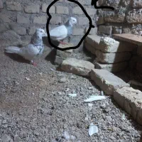یک عدد جوجه طوقی ماده