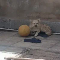 سگ پامر|سگ|سیرجان, |دیوار