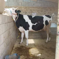 گاو|حیوانات مزرعه|دزفول, |دیوار