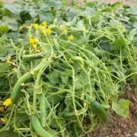 نیازمند نیرو برای برداشت خیار