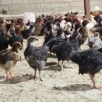 جوجه مرغ خروس محلی