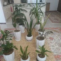 7گل و گلدون