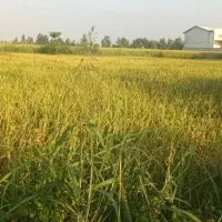 مژده فروش ویژه برنج فریدونکنار به قیمت کارخانه