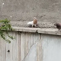 کفتر رنگی کله زردنر پرشی جوجه ساده و کله توضیحات