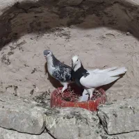 دوتا کفتر پرشی و جفتگاه