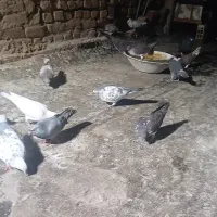 کفتر