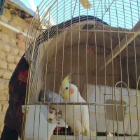 یک جفت عروس هلندی نر ماده
