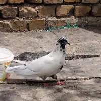 کبوترگشتی