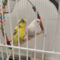 یک جفت مرغ عشق