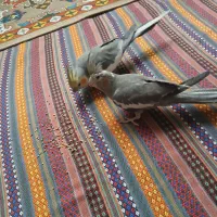 عروس هلندی نر و ماده