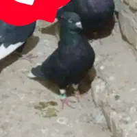 دم سفید