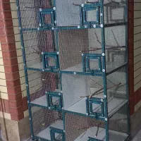 قفس نونومناسب انواع پرنده