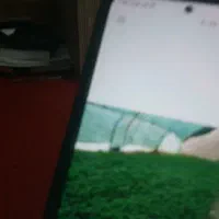 نهال گوجه فرنگی
