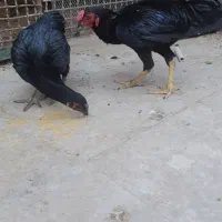 لاری کوشامو