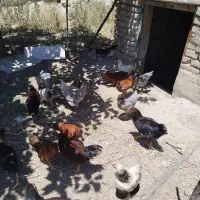 مرغ و خروس محلی/رسمی/یکجا با تخفیف