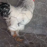 مرغ و خروس