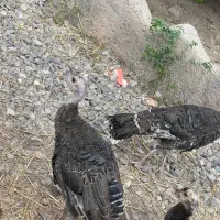 بوقلمون ۲ماهه و۴ماهه