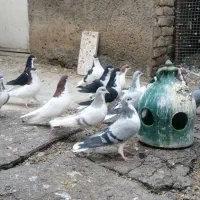 کبوتر هفرنگ، دم سفیدطوقی بدرنگ، خوشرنگ سیاه، قارا