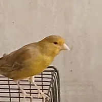 قناری ماده سالم