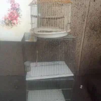 قفس پرنده