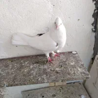 کفتر پرشی و طوقی