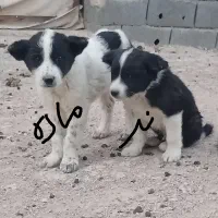 سگ توله قدرجونی