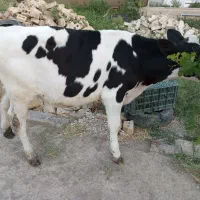 گوساله نر جنس خوب قلم دار