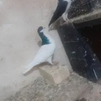 کبوتر رنگی