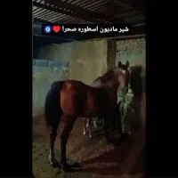 مادیون کرد