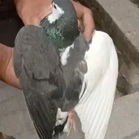 سبز آلمانی چپ سیاه