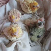 ۴ عدد جوجه عروس هلندی