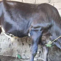 گوساله خارجی درجه یک