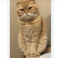 اسکاتیش تپل صورت خرسی رنگ گارفیلدی نر ۱۱ ماه