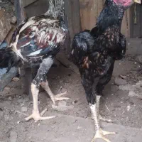 جوجه خروس لاری ۴ماهه  دوعدد