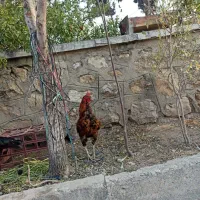 خروس و مرغ لاری