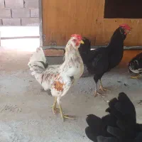 خروس نیمچه